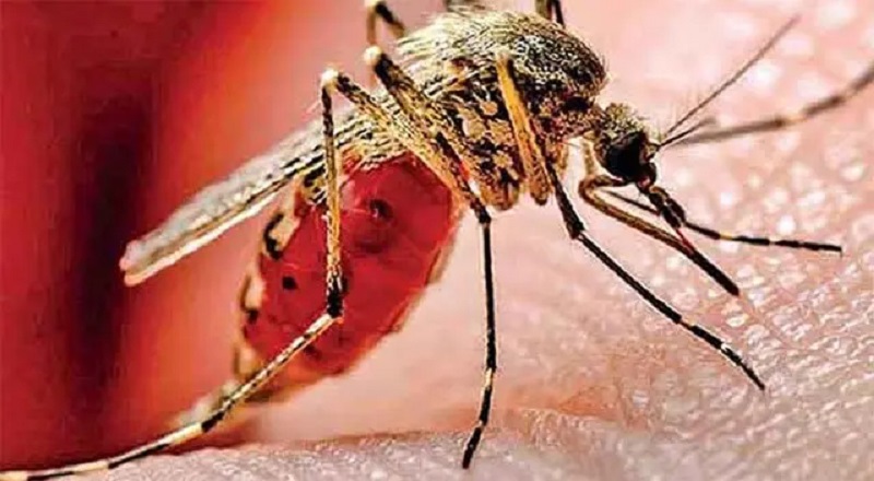 தீவிரமடையும் டெங்கு பரவல் -  தினசரி பாதிப்பு ஆயிரத்தை தொட்டது!
