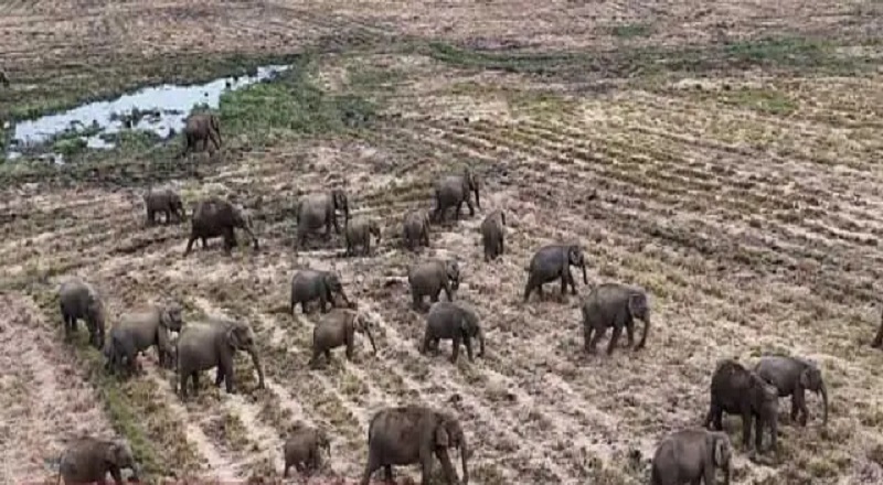 நீர் தேடி ஊருக்குள் வரும் யானைகள் - மக்களின் கவனத்திற்கு