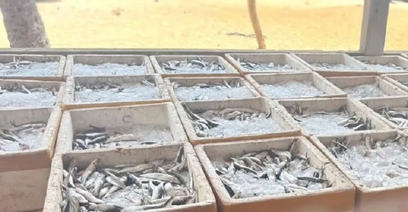 வெடிபொருட்கள் மூலம் பிடிக்கப்பட்ட 3,200 கிலோகிராமுக்கும் அதிகமான மீன்களுடன் பெண் கைது