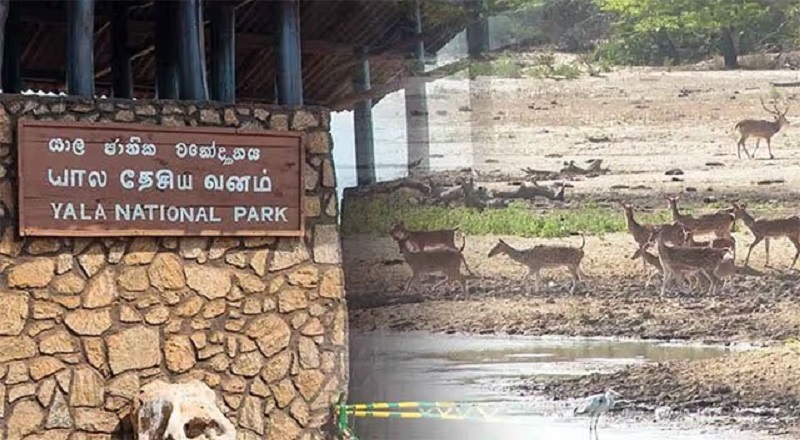 யால தேசிய பூங்காவின் 02 பகுதிகளை மூட தீர்மானம்