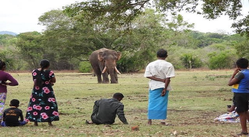 சிகிரியாவை அண்டிய பகுதியில் காட்டுயானை தாக்கி முதியவர் பலி
