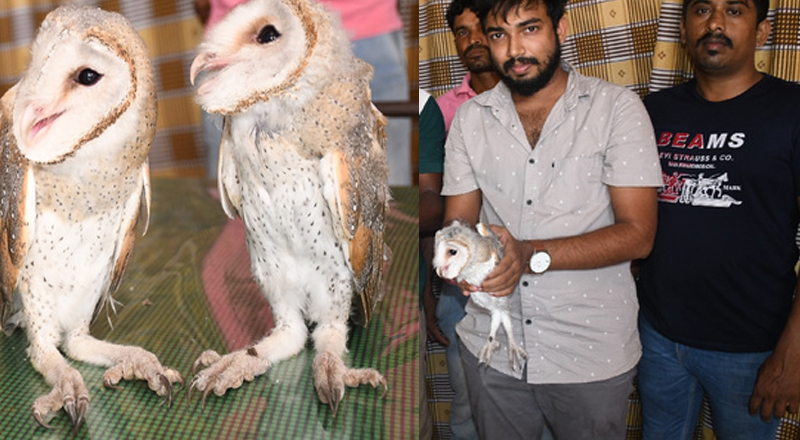 அரிய வகை ஆந்தைகள் மூன்று உயிருடன் மீட்பு