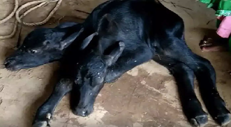 இரண்டு தலை கன்றை ஈன்ற ராஜஸ்தான் எருமை!