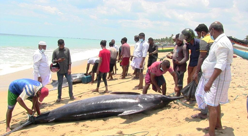 இலங்கையில் மீனவர்களுக்கு அடித்த அதிஸ்டம் ஒரு மீன் இத்தனை இலட்சமா?