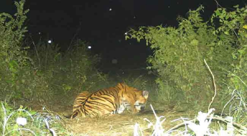 மூன்று பேரை பலியெடுத்த புலி 