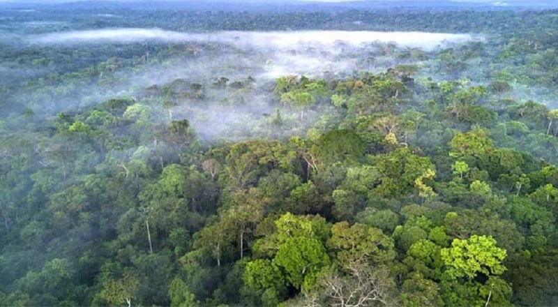 15 ஆண்டுகளில் இல்லாத அளவிற்கு அமேசான் மழைக்காடுகள் அழிப்பு -பகீர் தகவல்