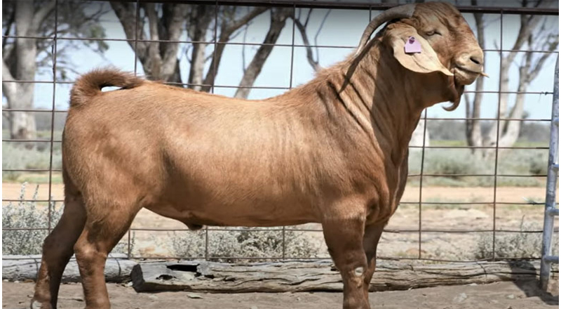 அவுஸ்திரேலியாவில் ரூ.11.25 லட்சத்திற்கு விலை போன ஆடு! 