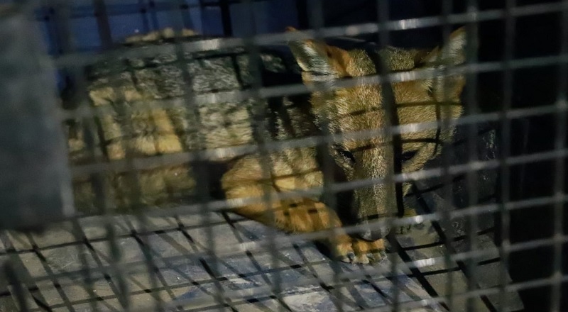 நாய் என நினைத்து வளர்த்து வந்த தம்பதிக்கு காத்திருந்த அதிர்ச்சி