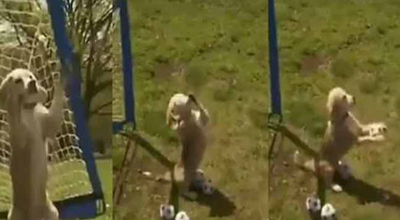 கால்பந்து விளையாடி அசத்தும் நாய்! 