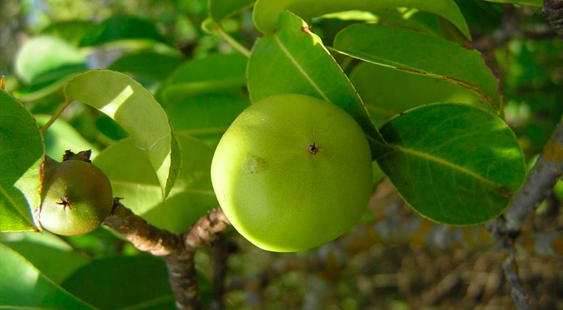 அருகில் நெருங்கினாலே உயிர்பலி கேட்கும் கொலைகார மரம்