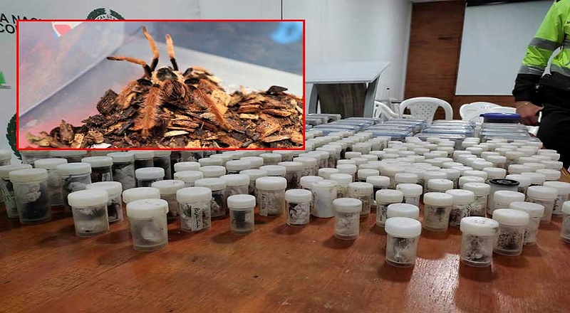 கொலம்பியாவில் இருந்து கடத்த முயன்ற அரிய வகை உயிரினங்கள்; போலீசார் பறிமுதல்