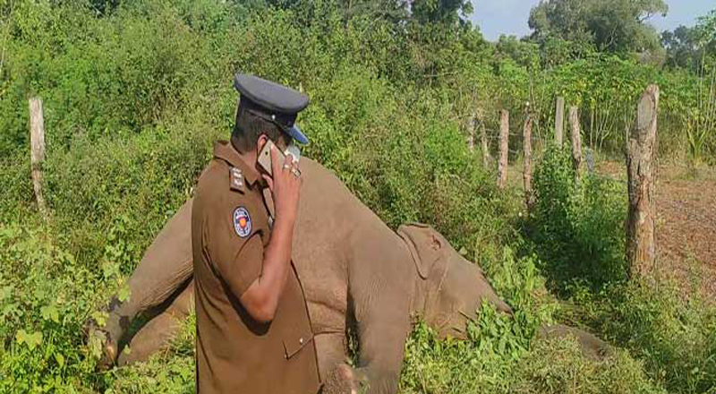 முல்லைத்தீவு மாவட்டத்தின் ஒட்டுசுட்டான் பொலிஸ் பிரிவிற்குட்பட்ட ஒதியமலை கிராமத்தில் யானை உயிரிழப்பு - காணி உரிமையாளரான பெண் கைது!