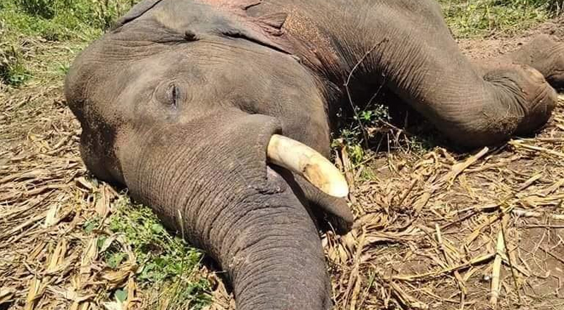 காட்டு யானையை சுட்டுக் கொன்ற நபர் கைது
