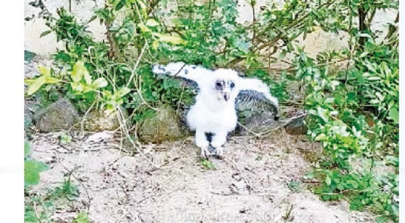 தஞ்சை மாவட்டம் ஒரத்தநாடு அருகே ஆஸ்திரேலியா ஆந்தை மீட்பு