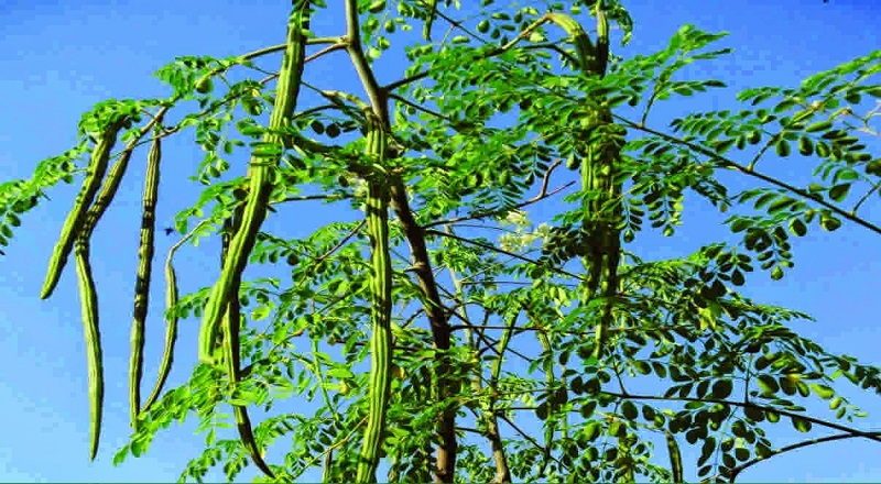 முருங்கைகாய் திருடச் சென்றவர்களுக்கு நேர்ந்த கொடுமை 