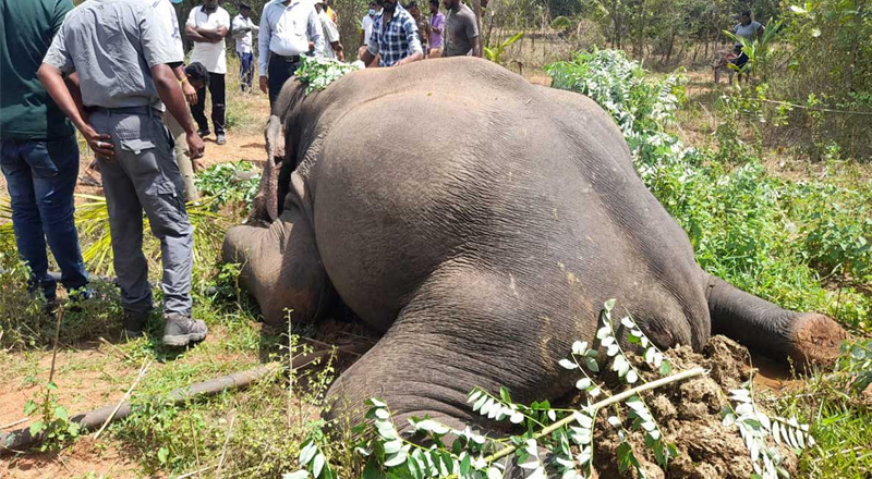 8 அடி  உயரமான காட்டு யானையை கொன்ற பெண்ணொருவர் கைது