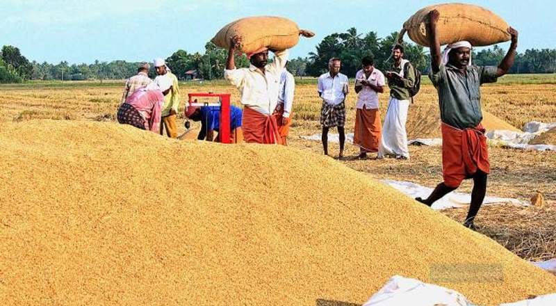 நெல் கொள்வனவு செயற்பாடுகள் வினைத்திறன் இன்மையால் அடுத்த வருடம் முதல் மீண்டும் அரிசி விலை அதிகரிக்கும் அபாயம்!