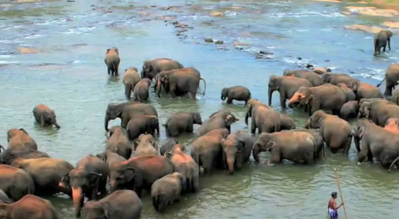 நாட்டின் முதல் இரவு சபாரி பூங்காவாக பின்னவல மிருகக்காட்சிசாலையை பெயரிட தீர்மானம்