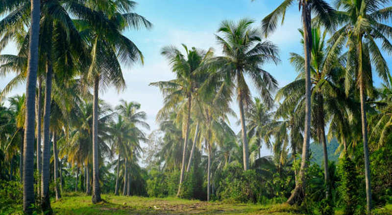 கை, கால்கள் கட்டப்பட்டு சாக்கு மூட்டையில்  கண்டுபிடிக்கப்பட்ட  4 வயது சிறுவன் 