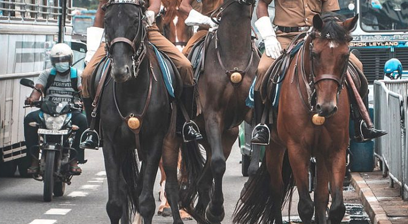 இரண்டு பொலிஸ் குதிரைகள் இறந்ததற்கான காரணங்கள் வெளியாகியுள்ளன