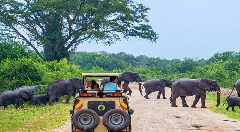 யால பூங்காவிற்கு வரும் உள்நாட்டு மற்றும் வெளிநாட்டு சுற்றுலாப் பயணிகளுக்கான தகவல் 