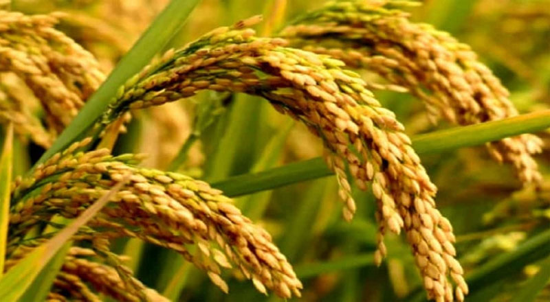 திங்கள் முன்னே! நெல் விதைத்து அறுத்து வந்து வீதியில் போட்டு வைத்தார் இன்று. இன்றைய கவிதை 14-02-2023