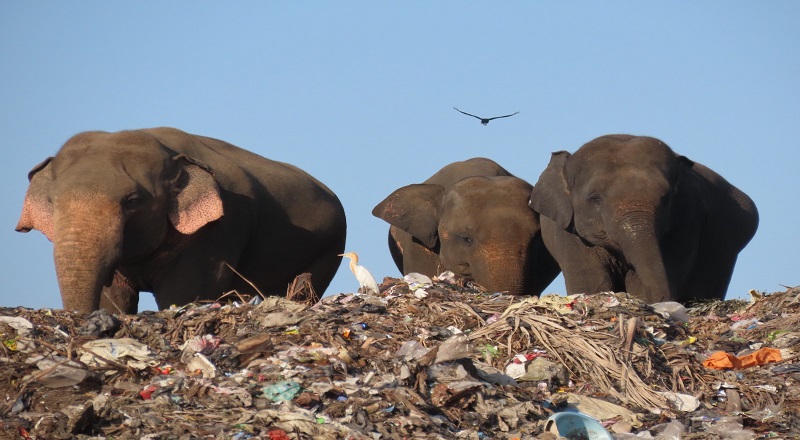 குப்பைகளை உண்ண வருகின்ற  யானைகள்-பொதுமக்களின் உடமைகளுக்கும் சேதம்
