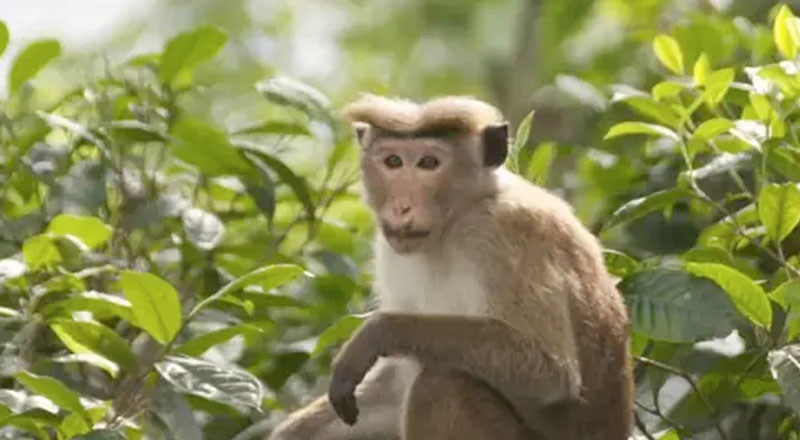 குரங்குகளை சீனாவுக்கு அனுப்புவது தொடர்பாக நீதிமன்றத்தில் மனு