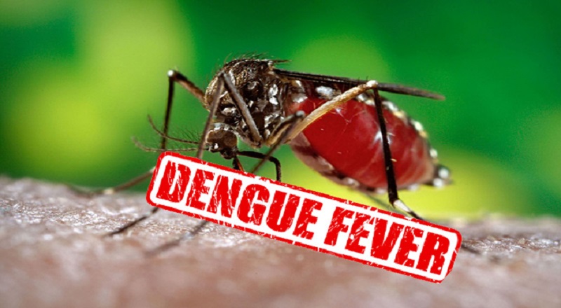 கம்பஹா மாவட்டத்தில் வாரத்திற்கு பதிவாகும் டெங்கு நோயாளர்களின் எண்ணிக்கை 400 ஆக அதிகரிப்பு
