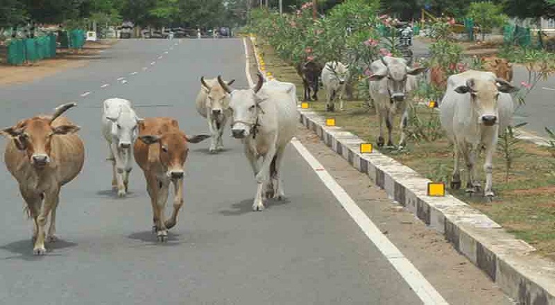 கால்நடைகளுக்கு பரவும் தோல் முடிச்சுகளுடன் கூடிய நோய் மேல் மாகாணத்திலும் பரவி வருகிறது