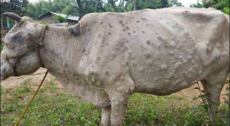 கால்நடைகளுக்கு கட்டி தோல் நோய் பரவுவதால் பால் உற்பத்தி பாதிப்பு