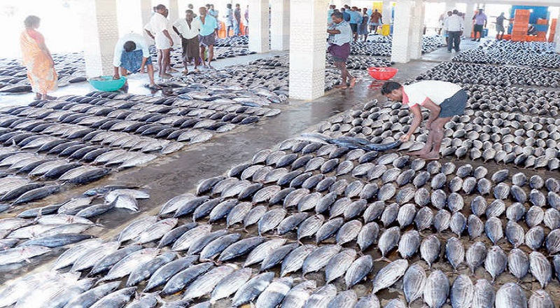 2023 ஆம் ஆண்டில் இந்தியாவின் கடல் உணவு ஏற்றுமதி அதிகபட்ச அளவை எட்டியுள்ளது