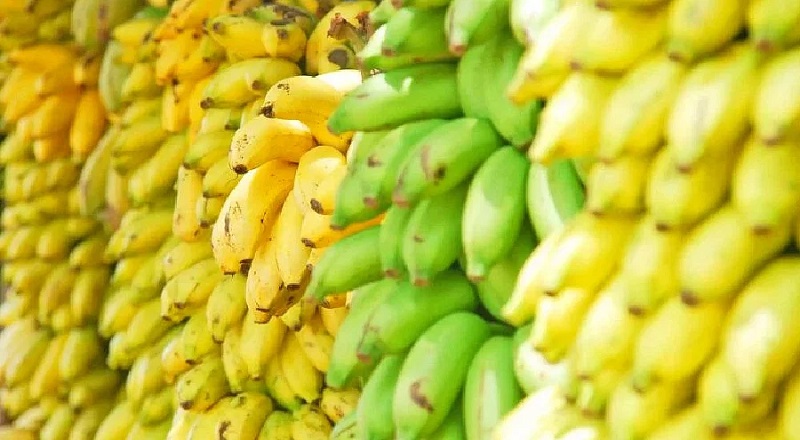 புளிப்பு வாழைப்பழங்களை ஏற்றுமதி செய்வதன் மூலம் ஒரு இலட்சம் டொலர்களை சம்பாதித்துள்ள யாழ்ப்பாண விவசாயிகள்