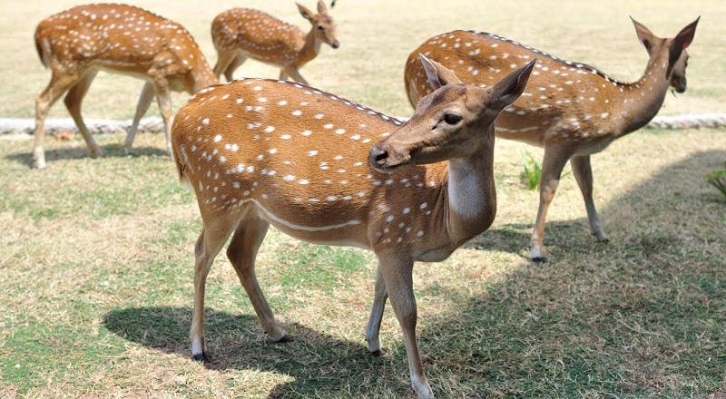 திருகோணமலையில் உள்ள மான்களின் எண்ணிக்கையை கணக்கெடுக்கும் செயற்பாடு ஆரம்பம்