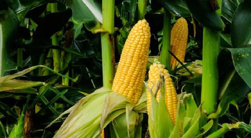 சோளம் பயிரிடும் விவசாயிகளுக்கு ஒரு ஏக்கருக்கு 20,000 ரூபா நிவாரணத் தொகையாக வழங்க தீர்மானம்