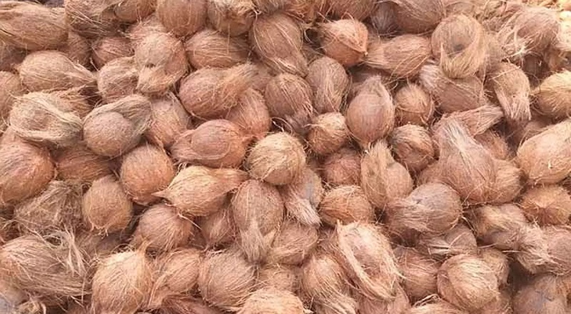 அடுத்த மாதத்திற்குள் தேங்காய் ஒன்றின் விலை 50 ரூபாவால் குறைய வாய்ப்பு