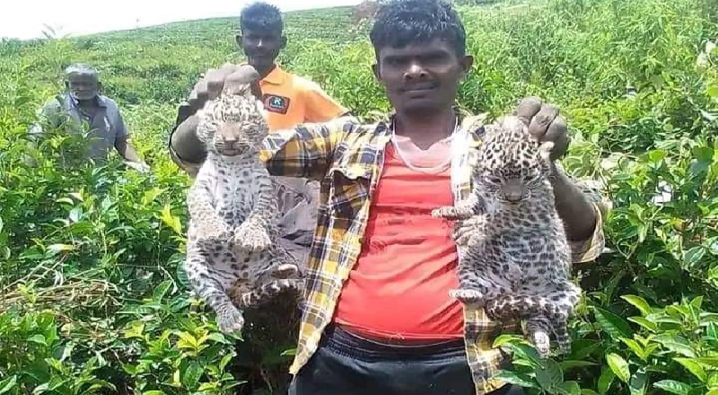 நல்ல தண்ணி வனப்பகுதியில் சிறுத்தை குட்டிகள் இரண்டு மீட்பு .