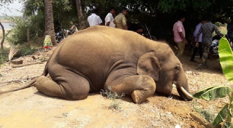 கடந்த தசாப்தத்தில் இலங்கையில் அதிகளவான காட்டு யானை மரணங்கள்  பதிவு