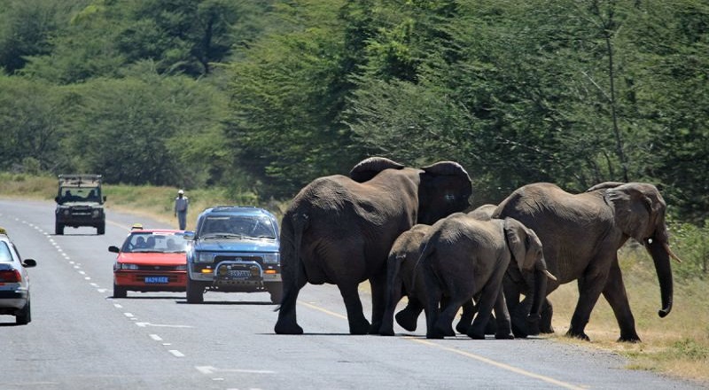 யானைகளுக்கு உணவளித்தால் சட்ட நடவடிக்கை!