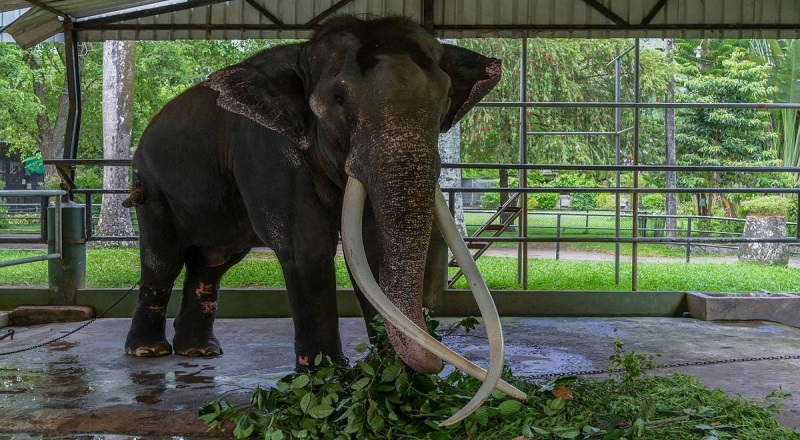 முத்துராஜா யானையை மீண்டும் தாய்லாந்துக்கு கொண்டு சென்றமை குறித்து கவனம் செலுத்தப்பட்டது