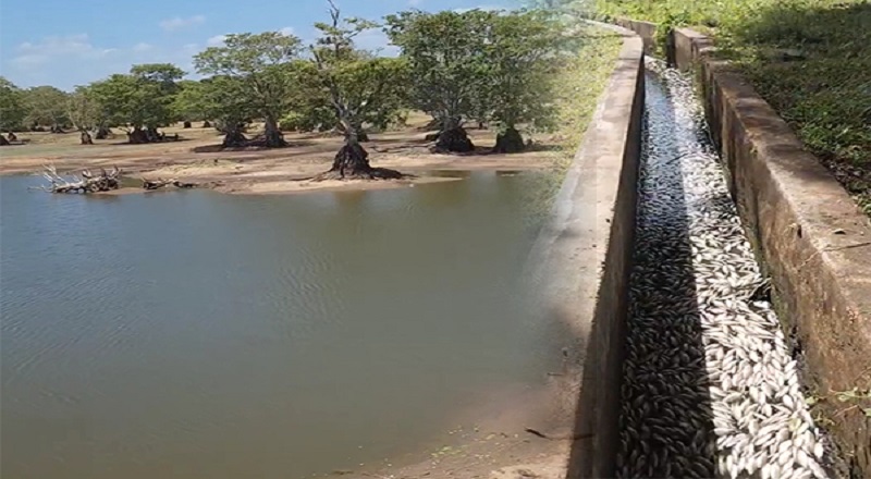 மல்லாவி ஏரியில் செத்து மடிந்த மீன்களை விற்பனை செய்பவர்களை கைது செய்ய நடவடிக்கை!