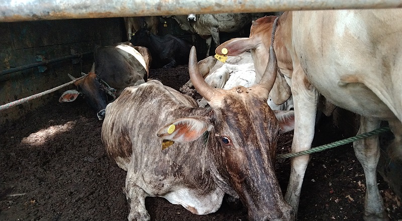 மிருக வதை சட்டத்தில் மூவர் கைது