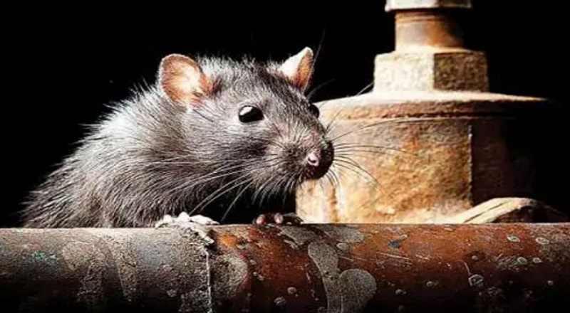 இருவர் எலிக்காய்ச்சலால் கடந்த 9ஆம் திகதி பலி