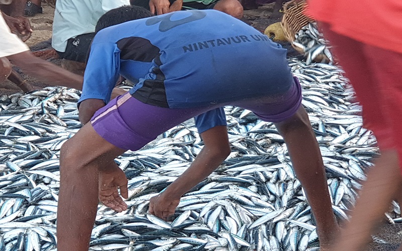 கரைவலைகளுக்கு கீரி மீன்களை  அள்ளும் மீனவர்கள்!