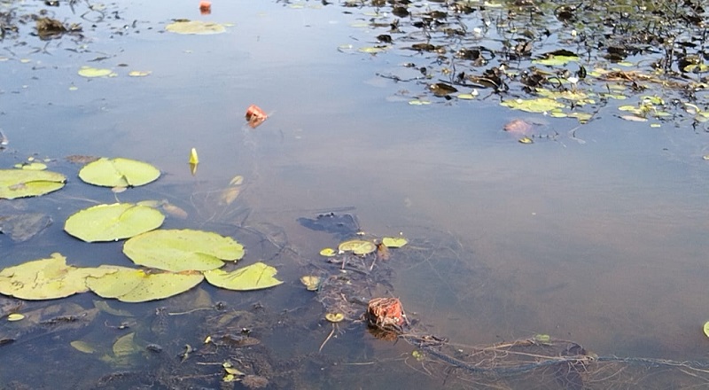 குளத்திலிருந்து ஆண் ஒருவரின் சடலம் மீட்கப்பட்டுள்ளது