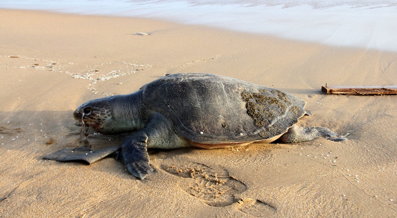 ஒரு வாரத்திற்குள் கடற்கரையில் 12 இறந்த ஆமைகளின் சடலங்கள் குவிந்துள்ளது