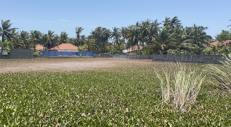 கடும் வறட்சி காரணமாக மடு பிரதேசத்தில் மாத்திரம் 3244 நபர்கள் பாதிப்பு