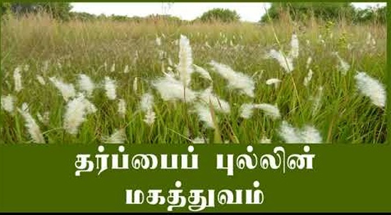 அதி உஷ்ணகாலநிலையால் உடற்சுடு காரணமாக வரும் பிரச்சினைகளுக்கு தீர்வு தர்ப்பைப் புல்.