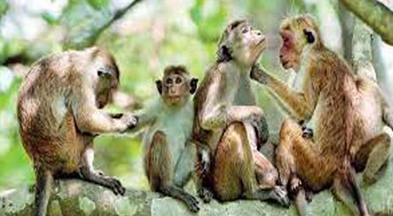 குரங்குகளை சீனாவுக்கு இனப்பெருக்கத்திற்காக ஏற்றுமதி செய்கிறோம்!