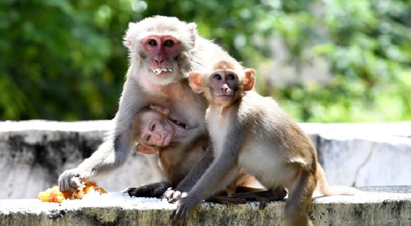 இலங்கையிலுள்ள குரங்குகளுக்கு சீனாவில் அதிக கேள்வி